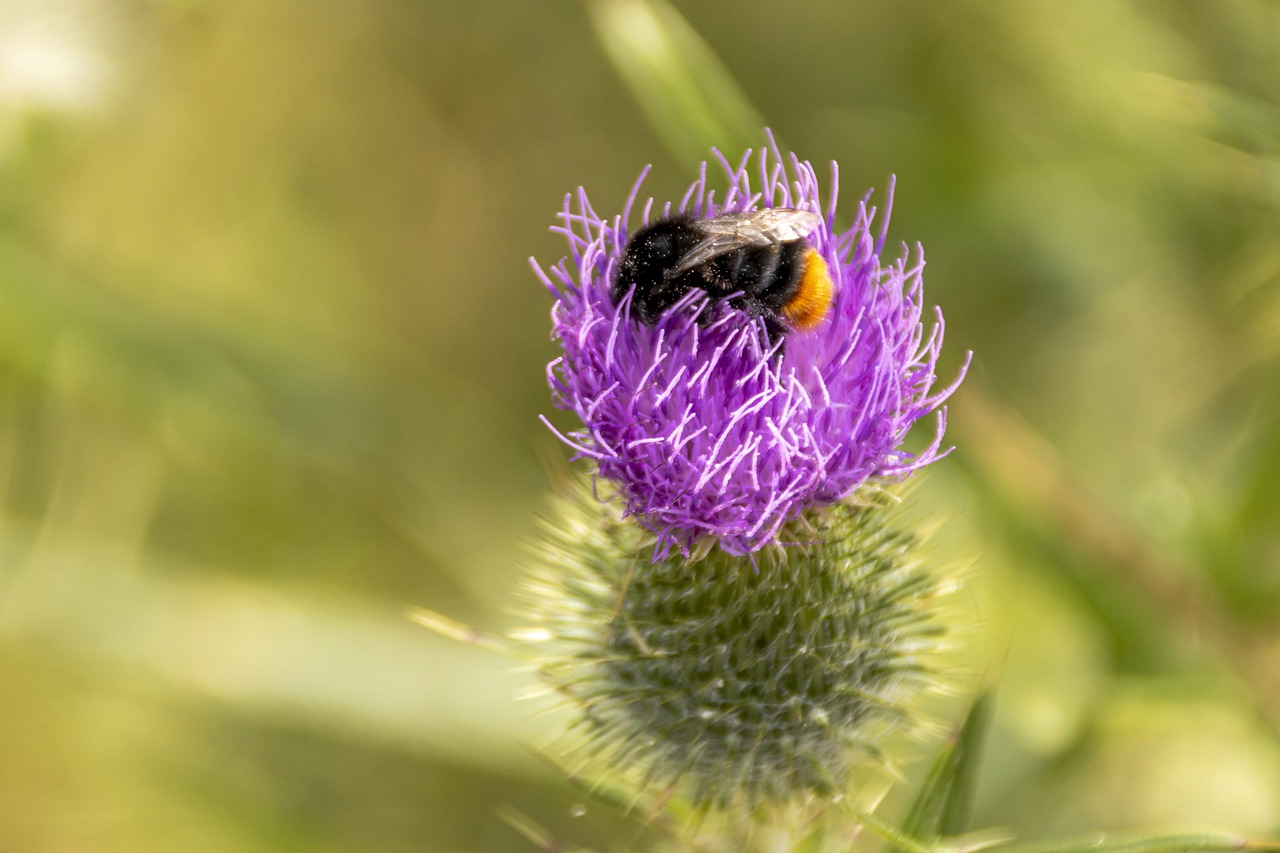 Be like a bee, not a fly.